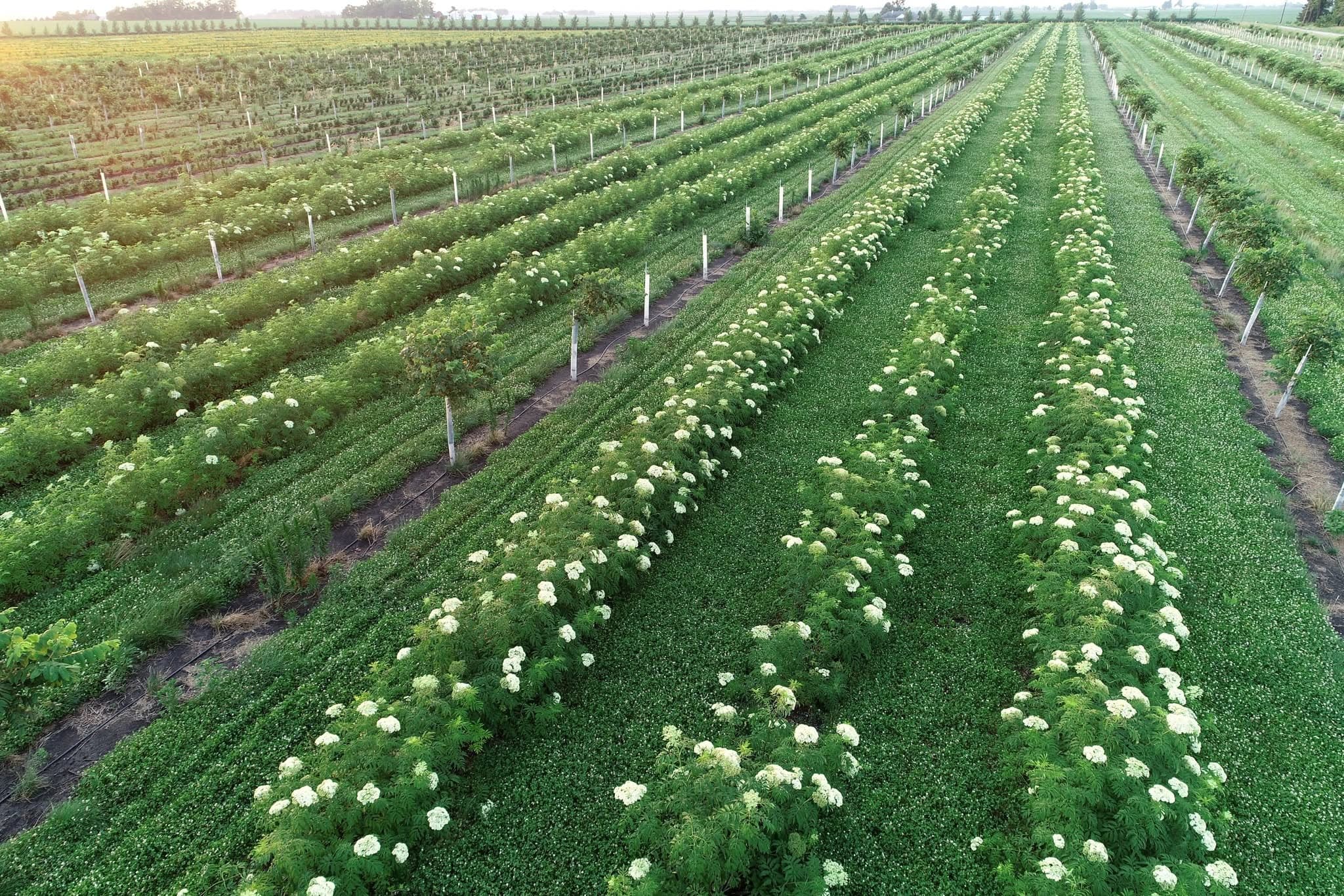 Canopy Nursery